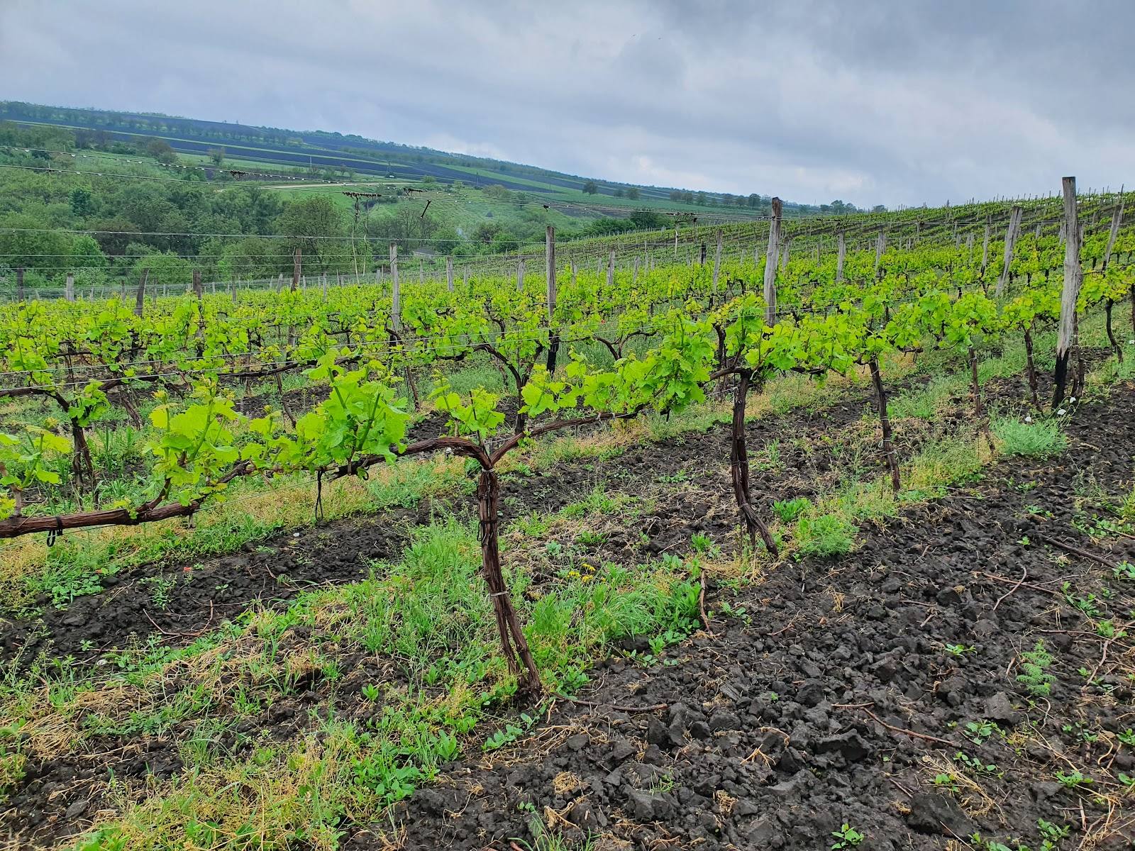 Neat rows of young grapevines in an open vineyard with rolling landscape backdrop