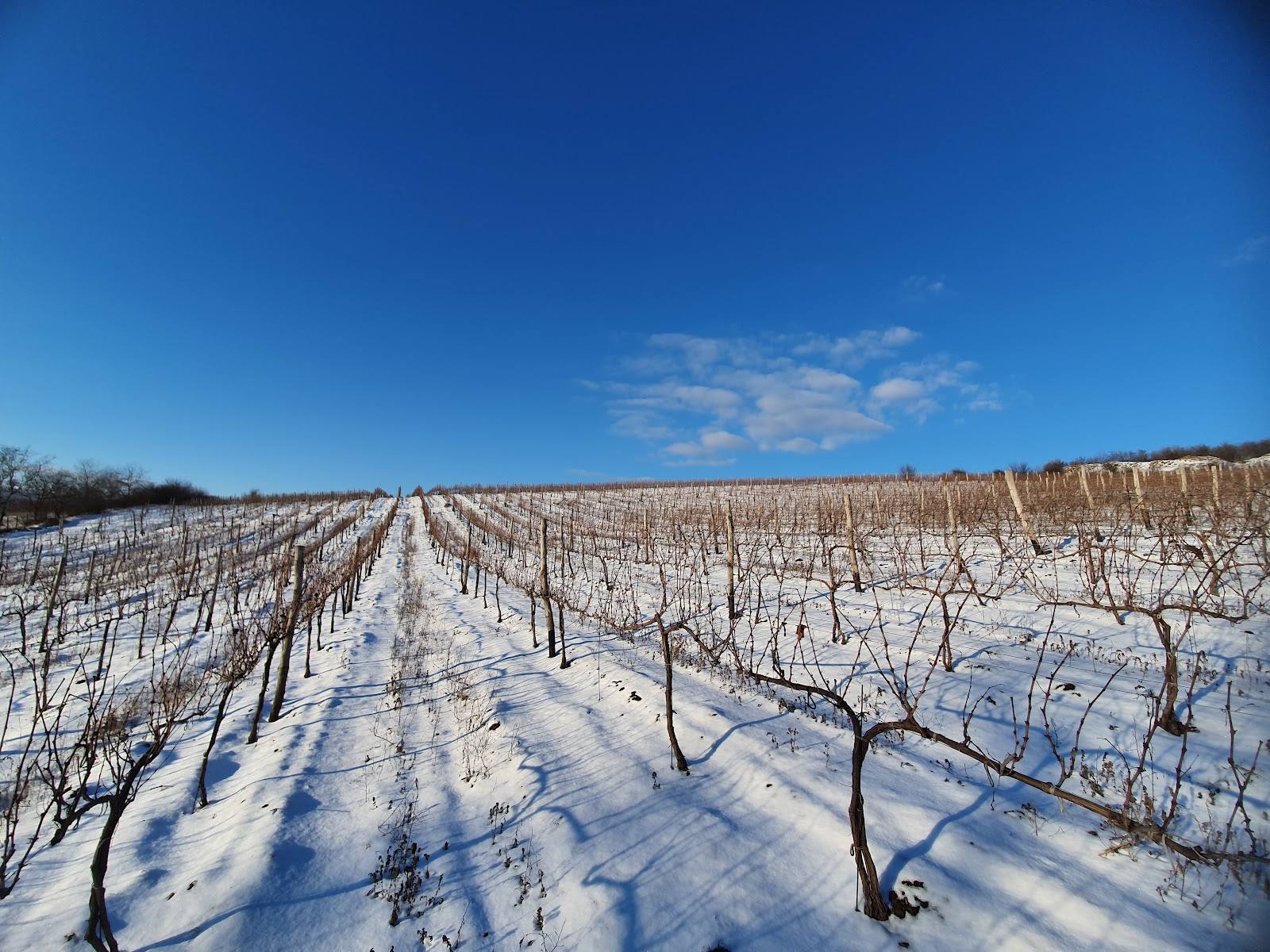 Winter vineyard landscape with snow-covered rows and clear blue sky