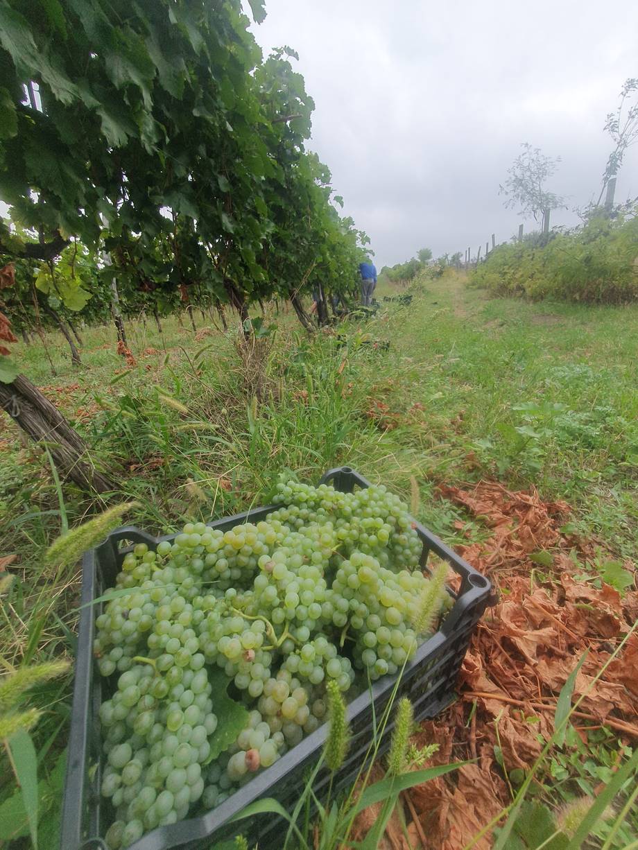 Fresh white grapes harvested in vineyard rows with vines and countryside visible