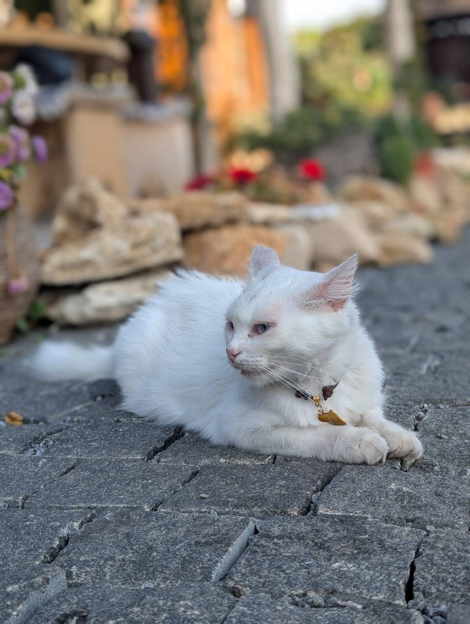 Gagauz Sofrasi - Bucătărie moldovenească în Congaz (foto 8)