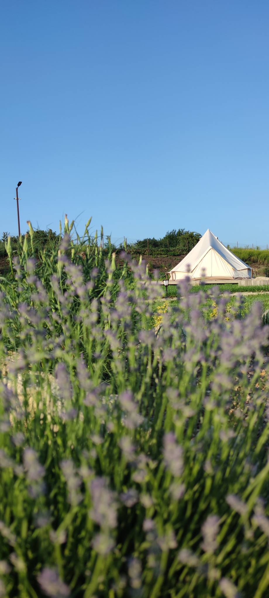 Glamping bell tent nestled among lavender fields under clear blue sky