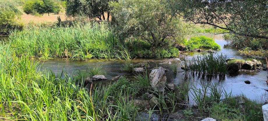 Stream with native vegetation and natural wetland environment
