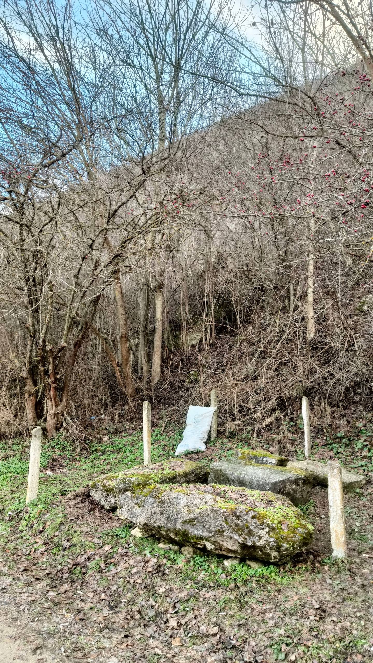Historic grave markers among bare trees in wooded cemetery setting