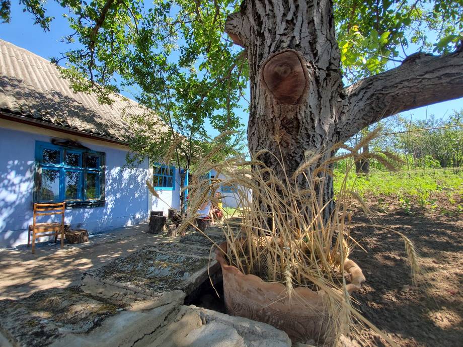 Rustic blue farmhouse with ancient oak tree and rural courtyard setting