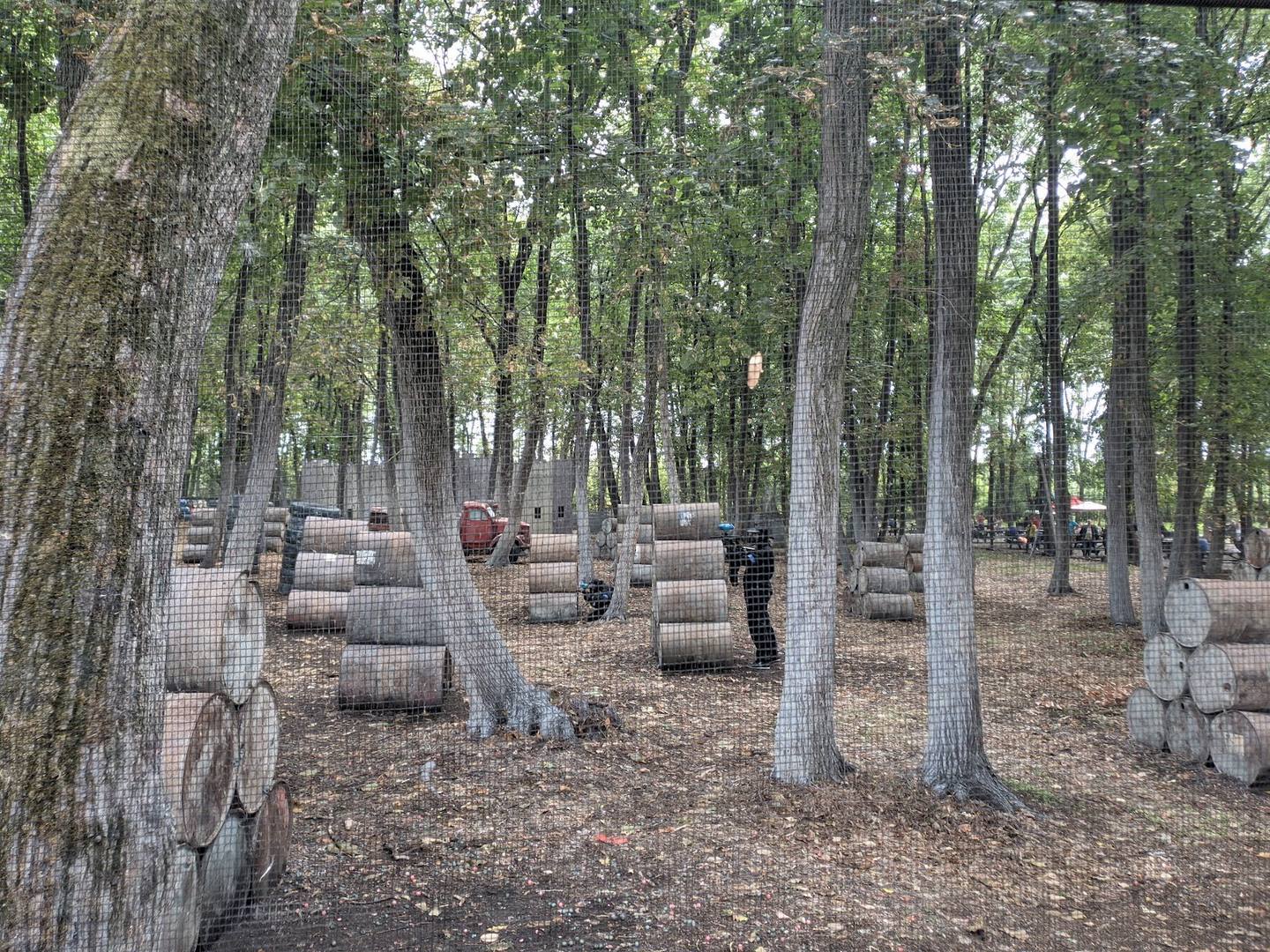 Forest clearing with stacked timber logs among tall trees
