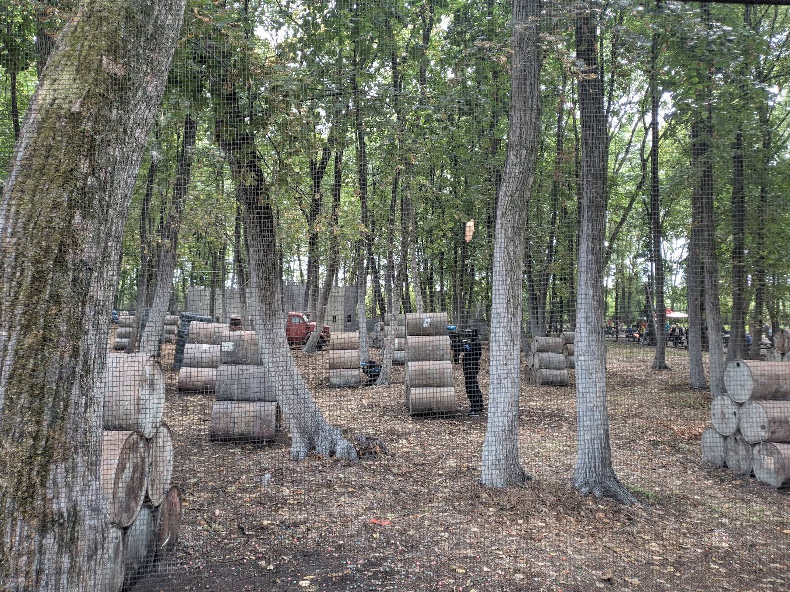 Forest clearing with stacked timber logs among tall trees
