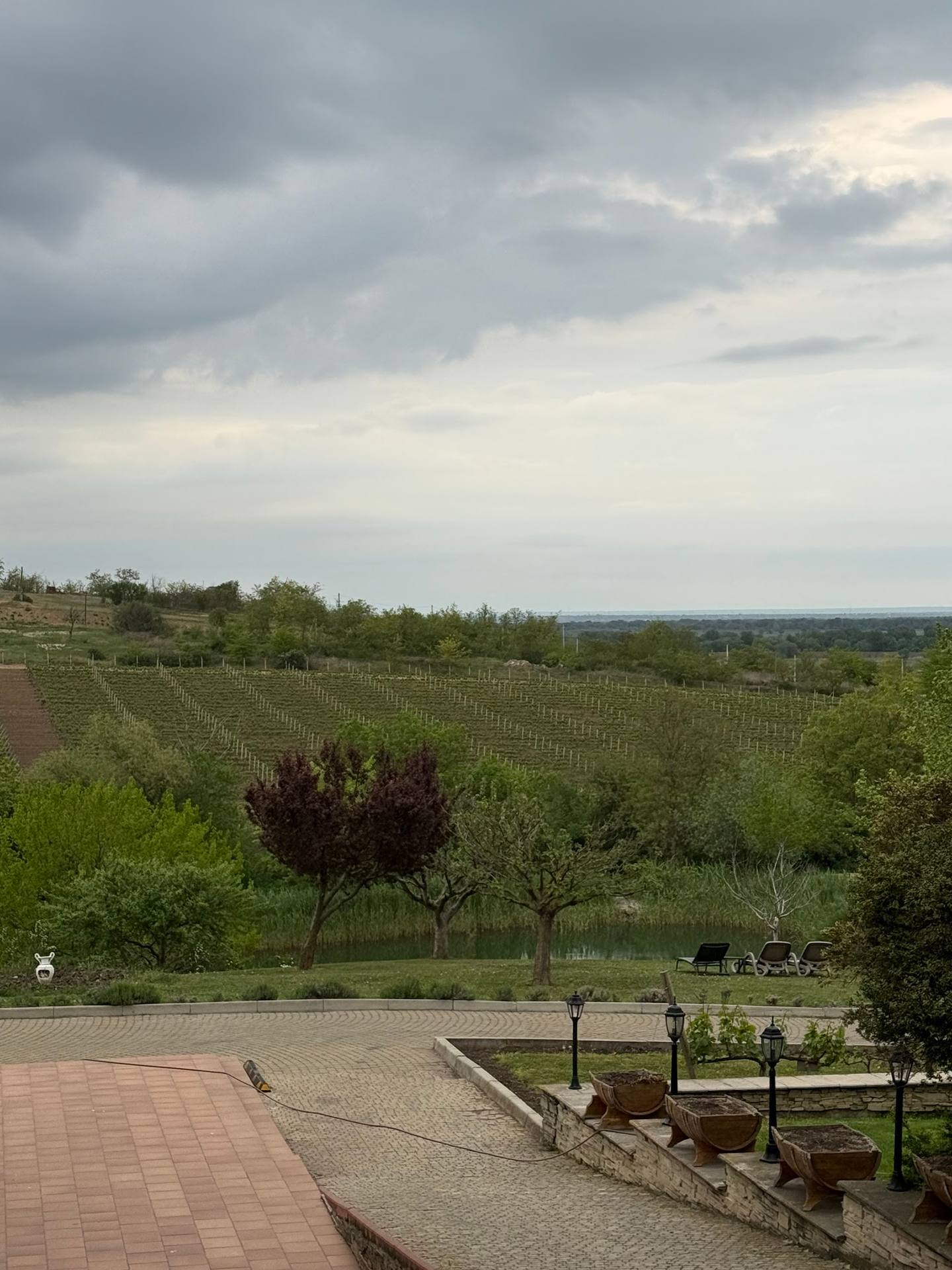 Expansive vineyard landscape with terraced rows and Moldova countryside views