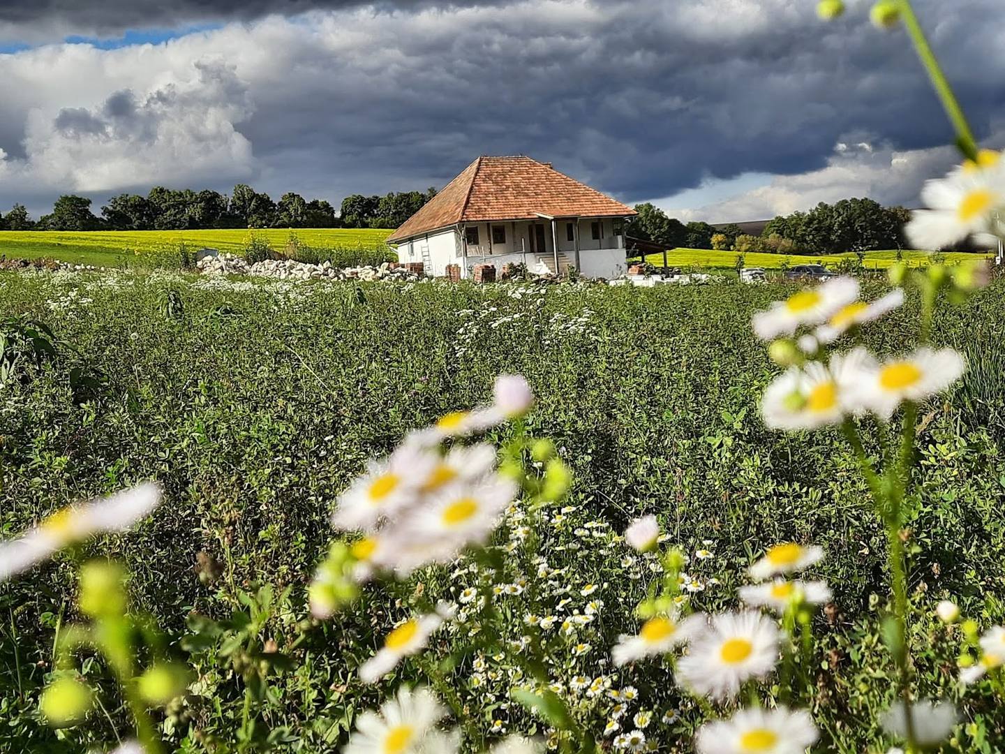 Traditional moldovan rural homestead surrounded by blooming wildflower meadow