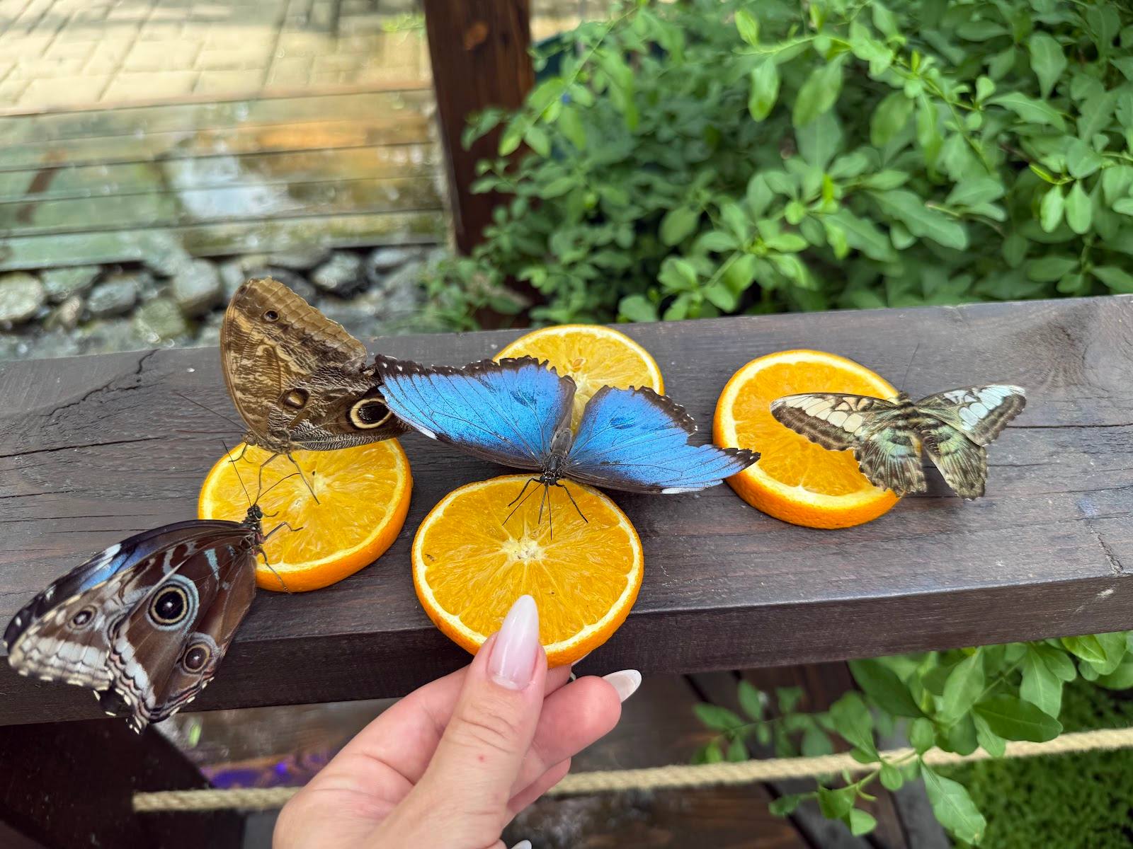 Butterfly photography activity with orange slice props on wooden board