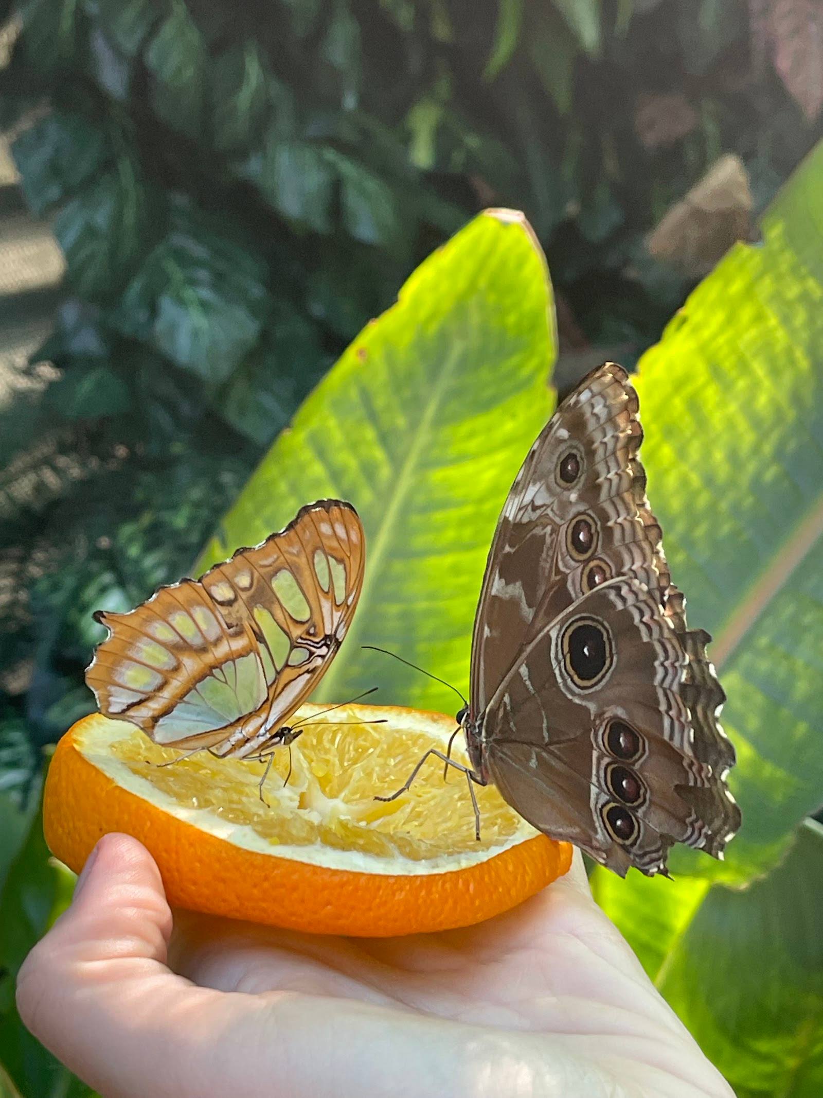 Butterflies feeding on orange fruit in botanical garden setting