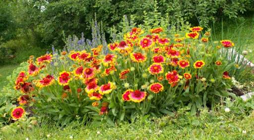 Red and yellow dahlias in a garden bed with green foliage