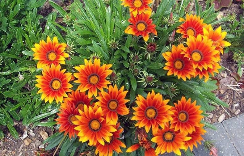 Bright red and yellow dahlias or gazanias in bloom against green foliage