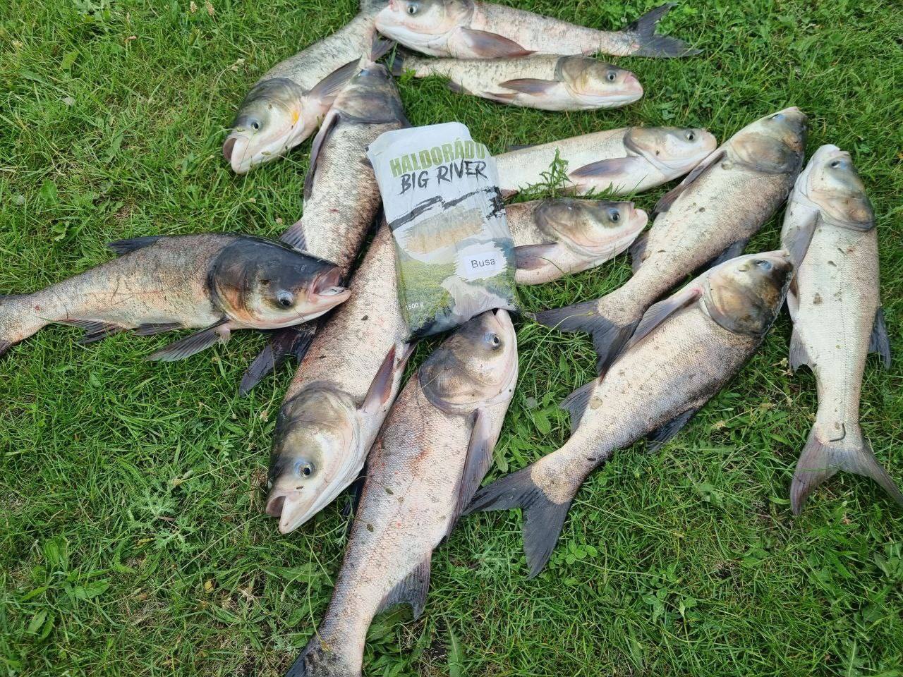 Fresh catch of fish laid out on grass during fishing trip