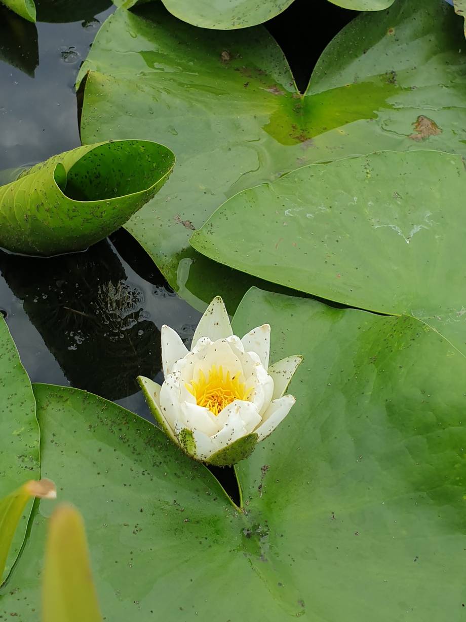 Water lily bloom with lily pads in a pond or water garden feature