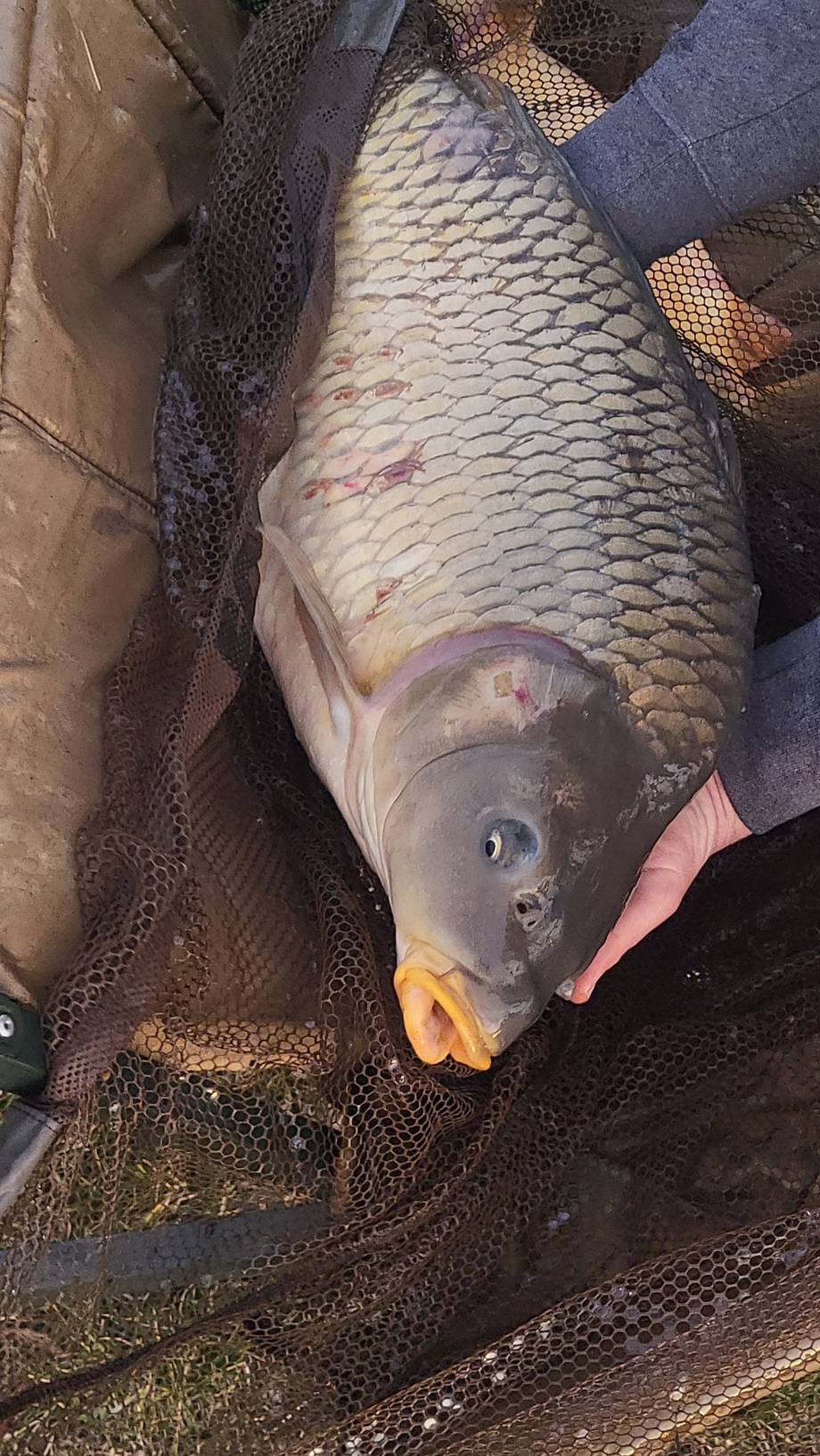 Freshly caught carp held in fishing net