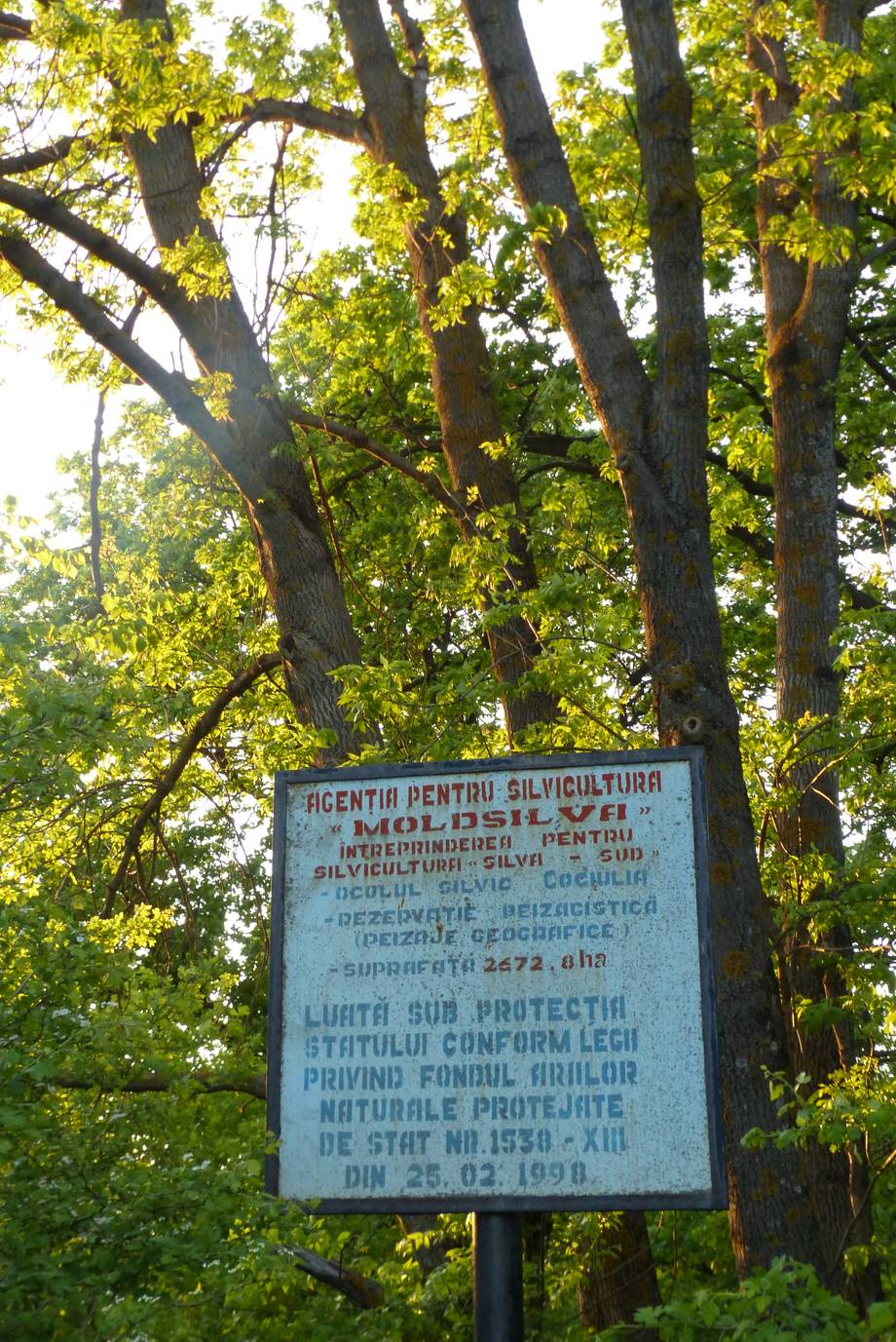 Codrii Tigheciului · Pădurea Tigheci - Nature reserve in Cociulia (photo 2)