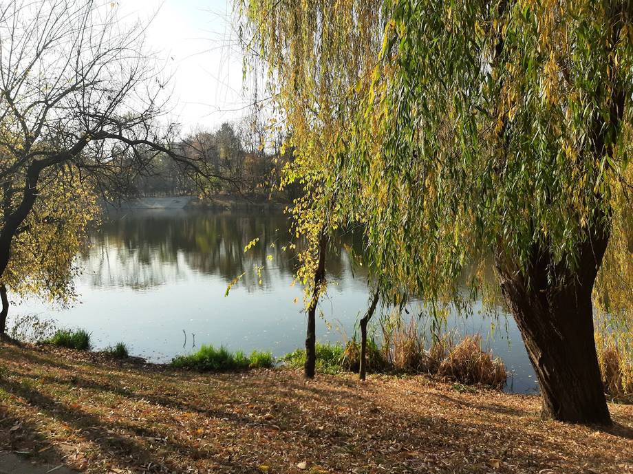 Riverside landscape with weeping willow and calm water reflection
