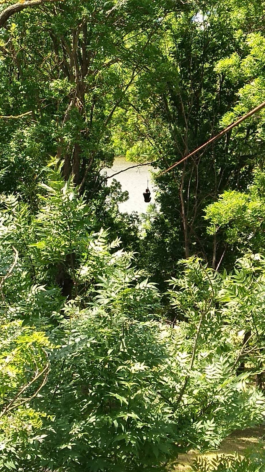 Zipline activity through lush forest canopy over water