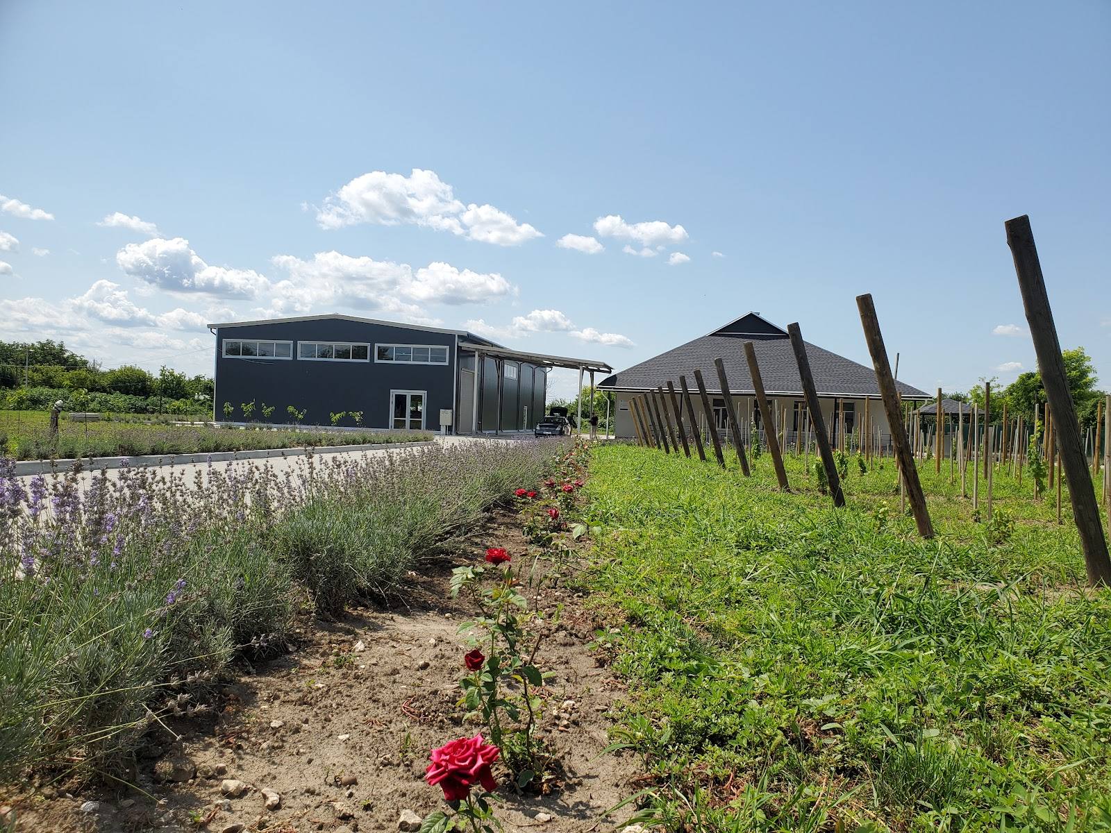 Modern winery building with vineyard rows and lavender in foreground under clear sky