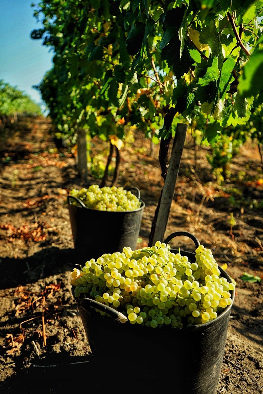 Freshly harvested white grapes in buckets at a Moldovan vineyard during harvest season