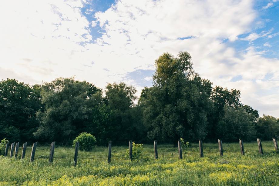 Pastoral vineyard landscape with mature trees and wooden fence posts under blue sky