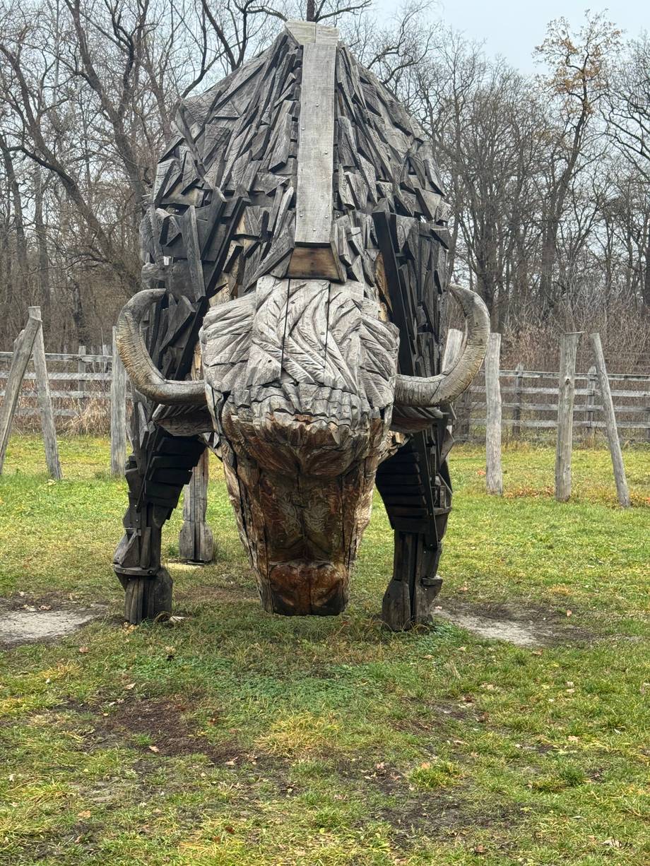 Dramatic wooden bull sculpture in open field with white fencing