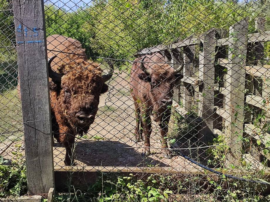 Visitors interact with bison in outdoor ranch enclosure