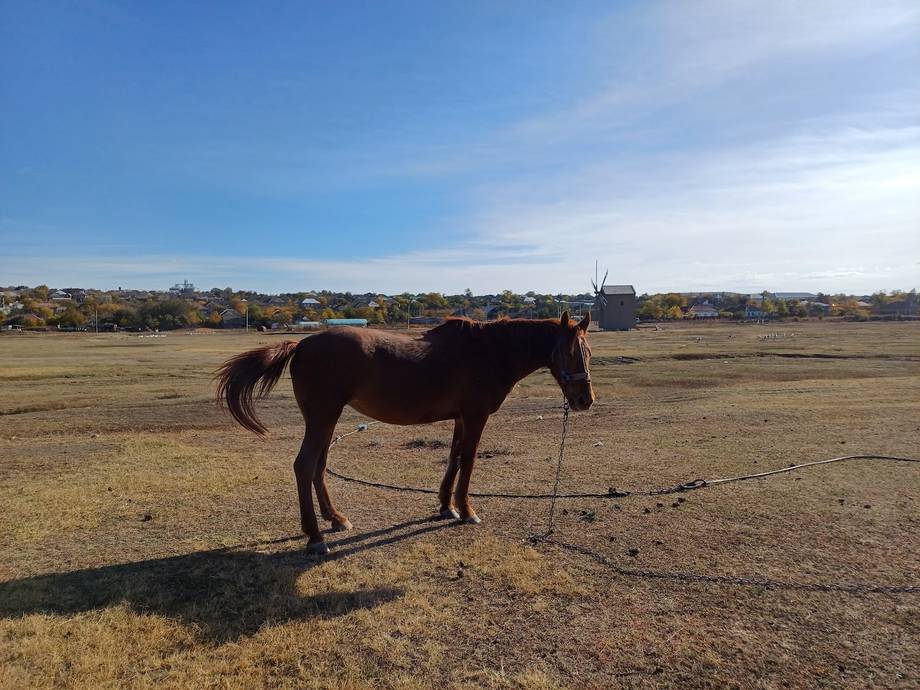 Horse standing in open rural pasture with farmland and distant buildings