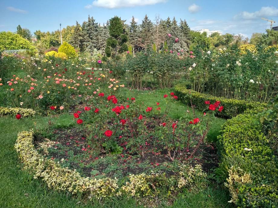 Rose garden in full bloom with coniferous trees and landscape design