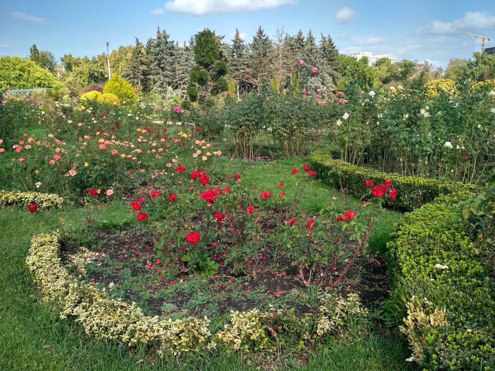 Rose garden in full bloom with coniferous trees and landscape design