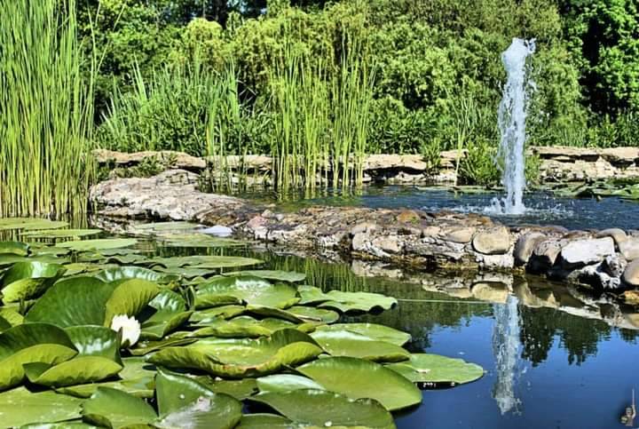 Ornamental pond with lily pads, fountain, and landscaped reeds and stonework