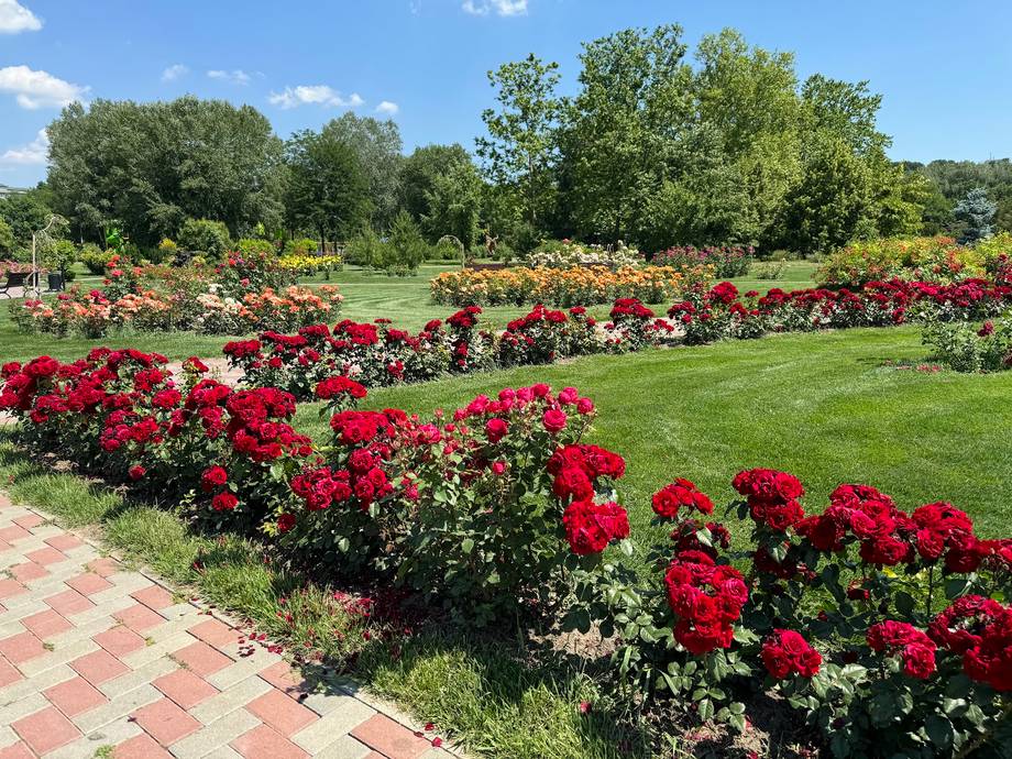 Rose garden with red blooms and manicured lawn pathways under clear sky