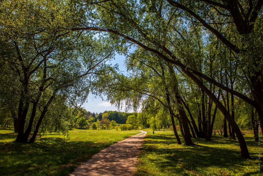 Tree-lined pathway through open grounds with natural landscape