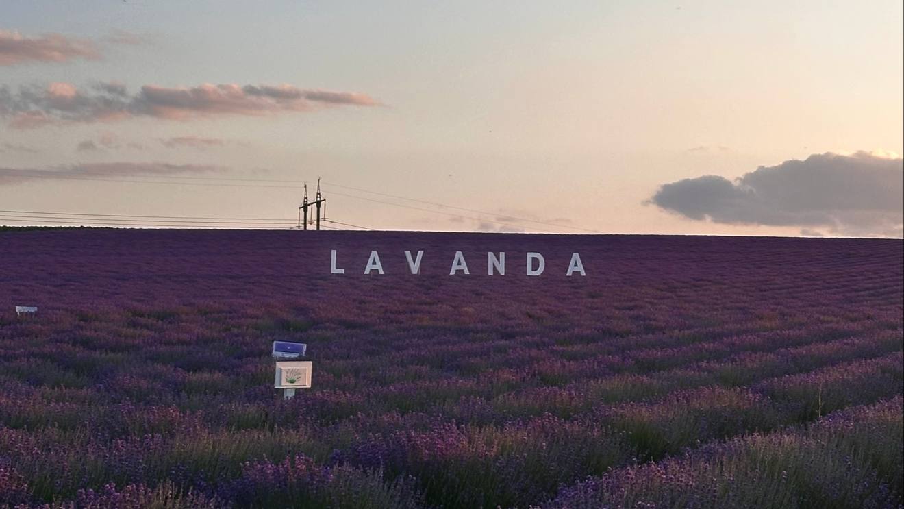 Lavanda lavender field at sunset with iconic signage and purple blooms