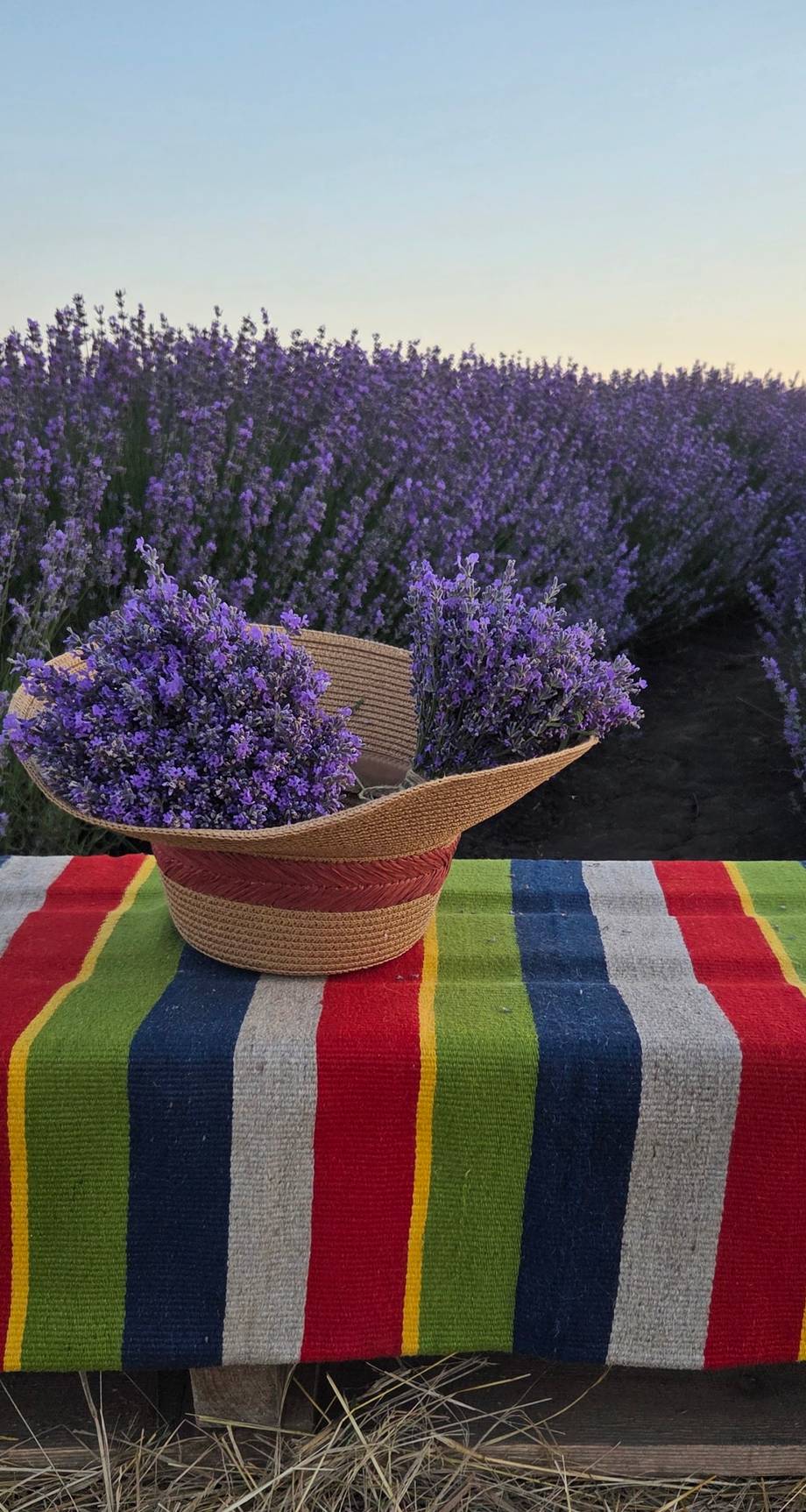 Lavender field in bloom with straw hat and colorful striped blanket