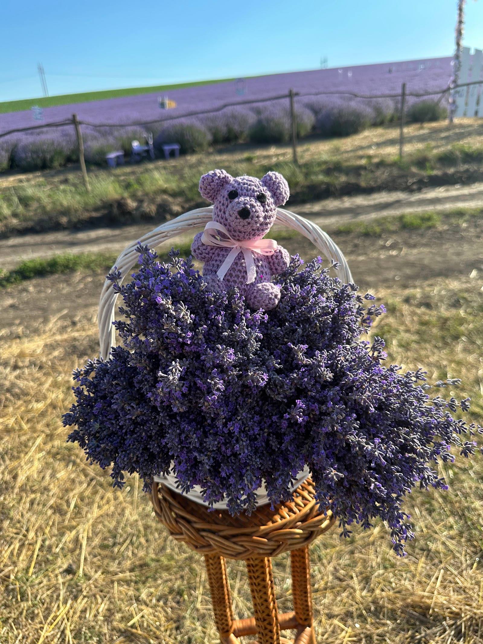 Dried lavender bouquet with bear decoration at field venue in Moldova