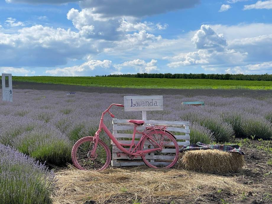 Lavender field with vintage red bicycle display and hay bale