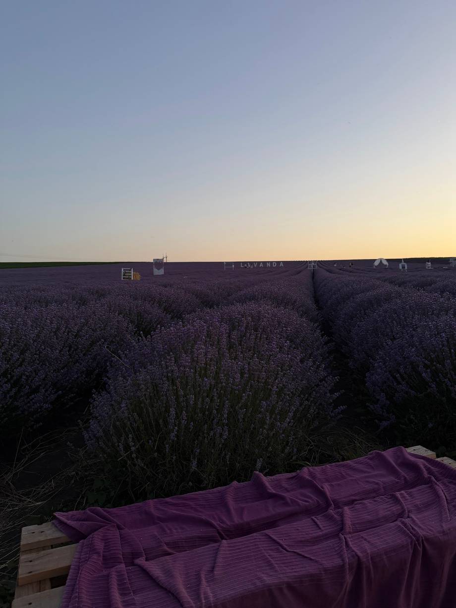Purple fabric across lavender field at sunset with rural buildings in distance