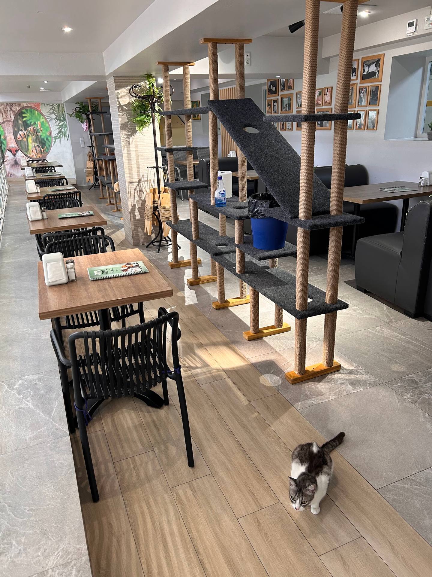 Cats Café - Cafenea specialty în Centru (foto 1)
