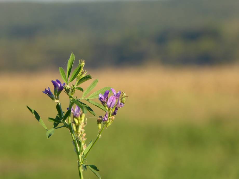 Purple wildflower bloom in soft field bokeh