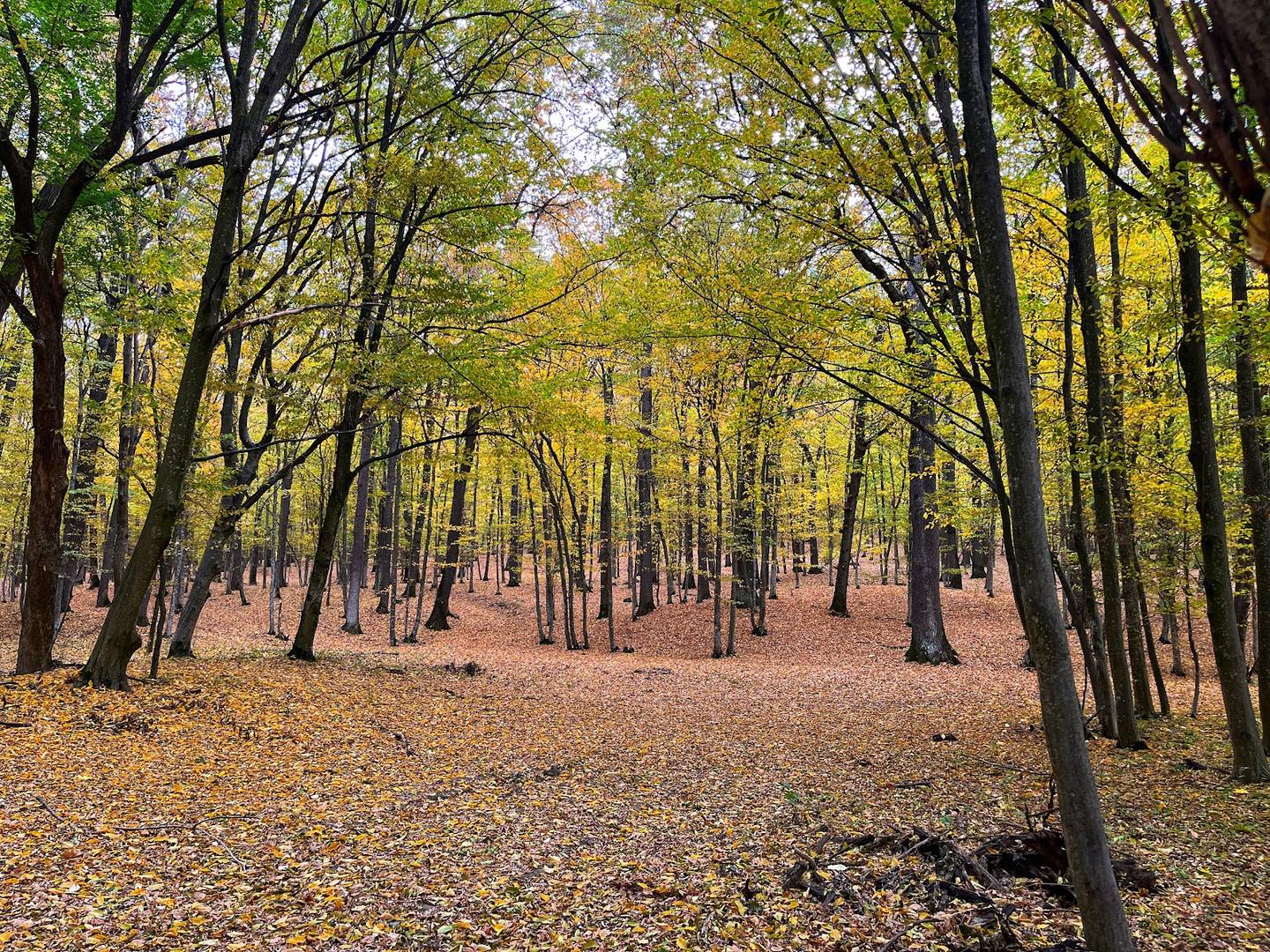 Tree-lined forest path with autumn foliage and brown forest floor