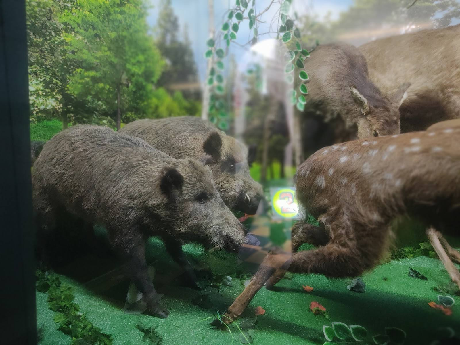 Boars feeding in outdoor habitat enclosure