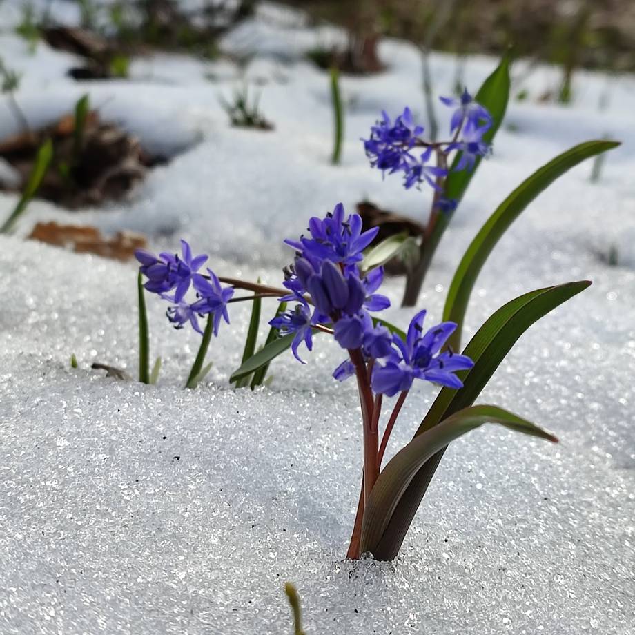 Purple spring flowers blooming through melting snow