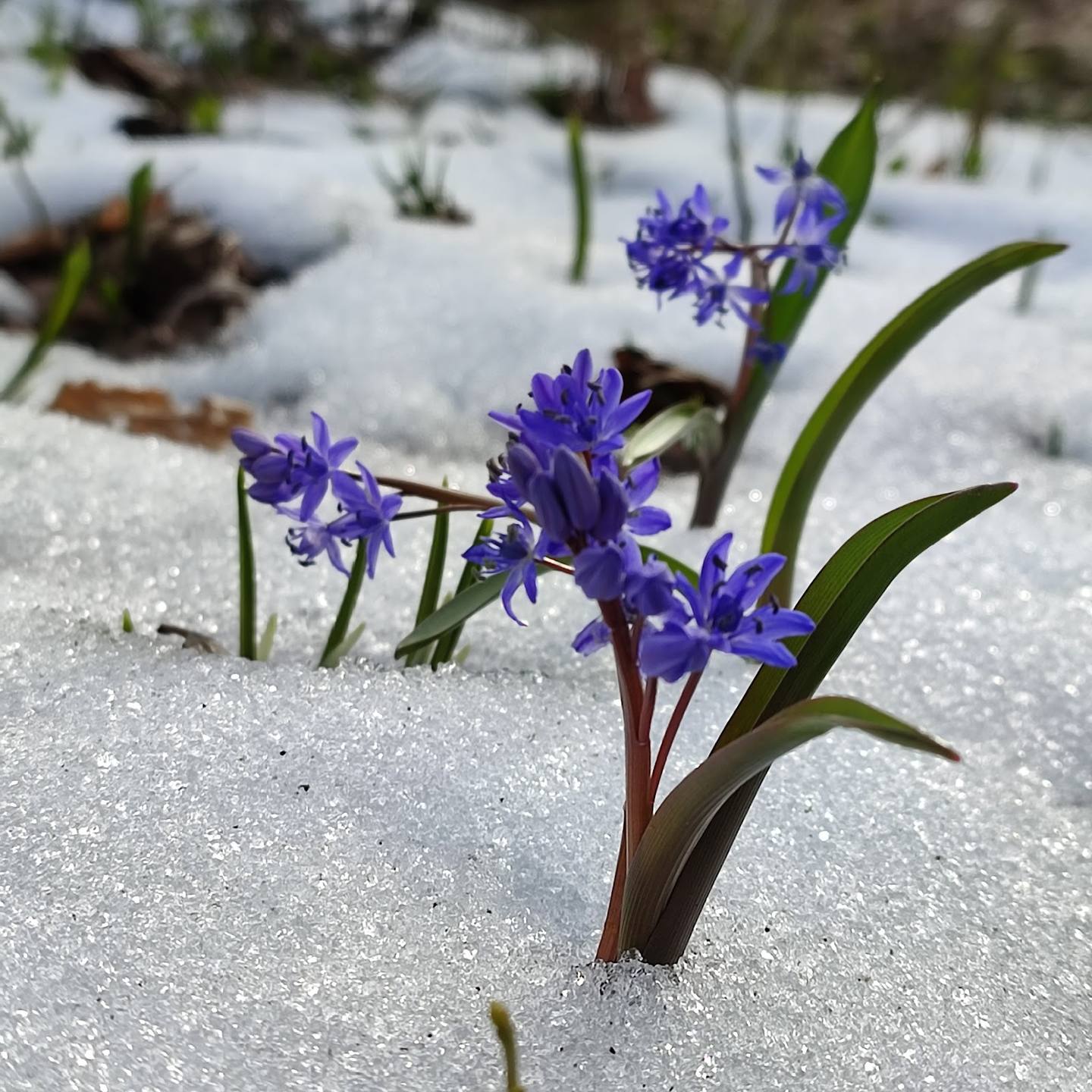 Purple spring flowers blooming through melting snow