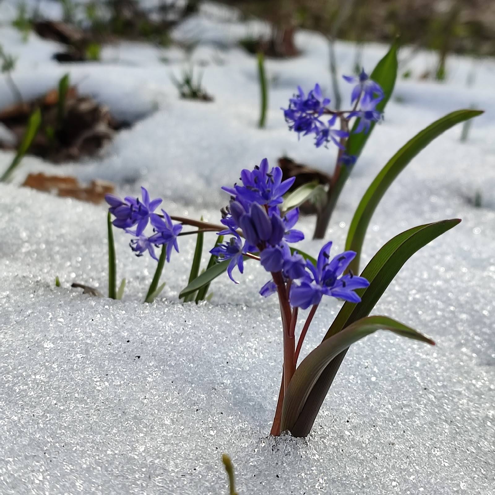Purple spring flowers blooming through melting snow