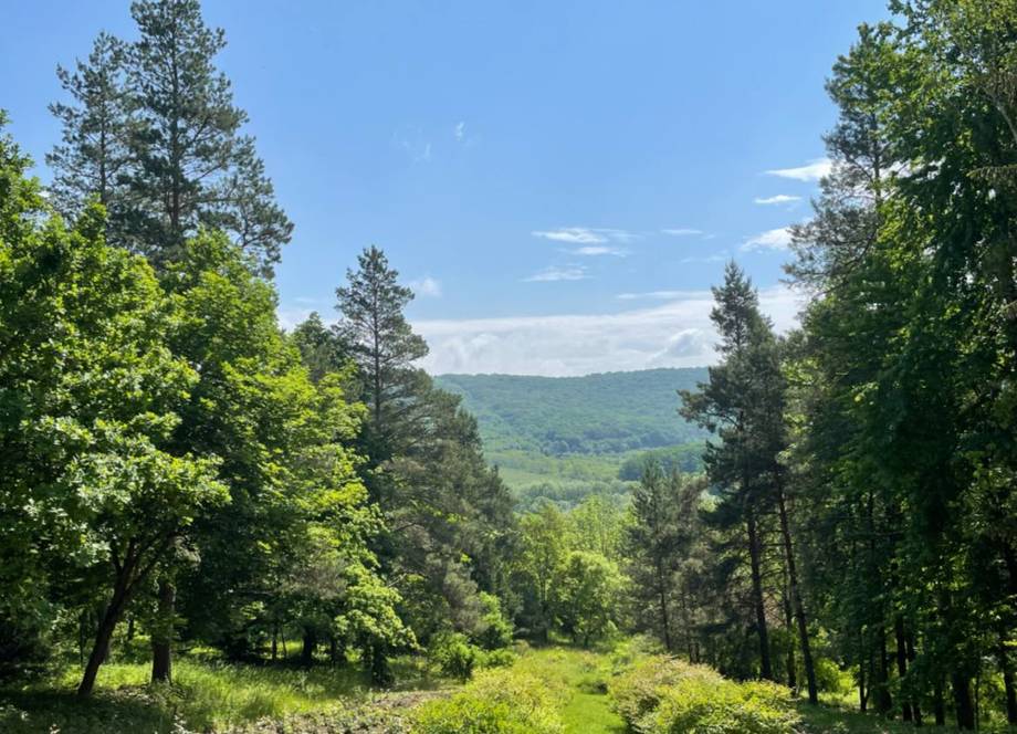 Tree-lined valley with rolling green hills and clear sky