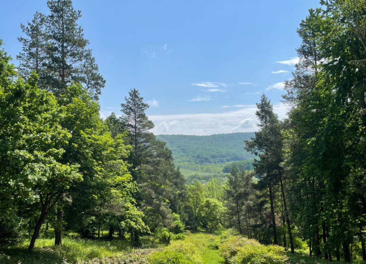 Tree-lined valley with rolling green hills and clear sky