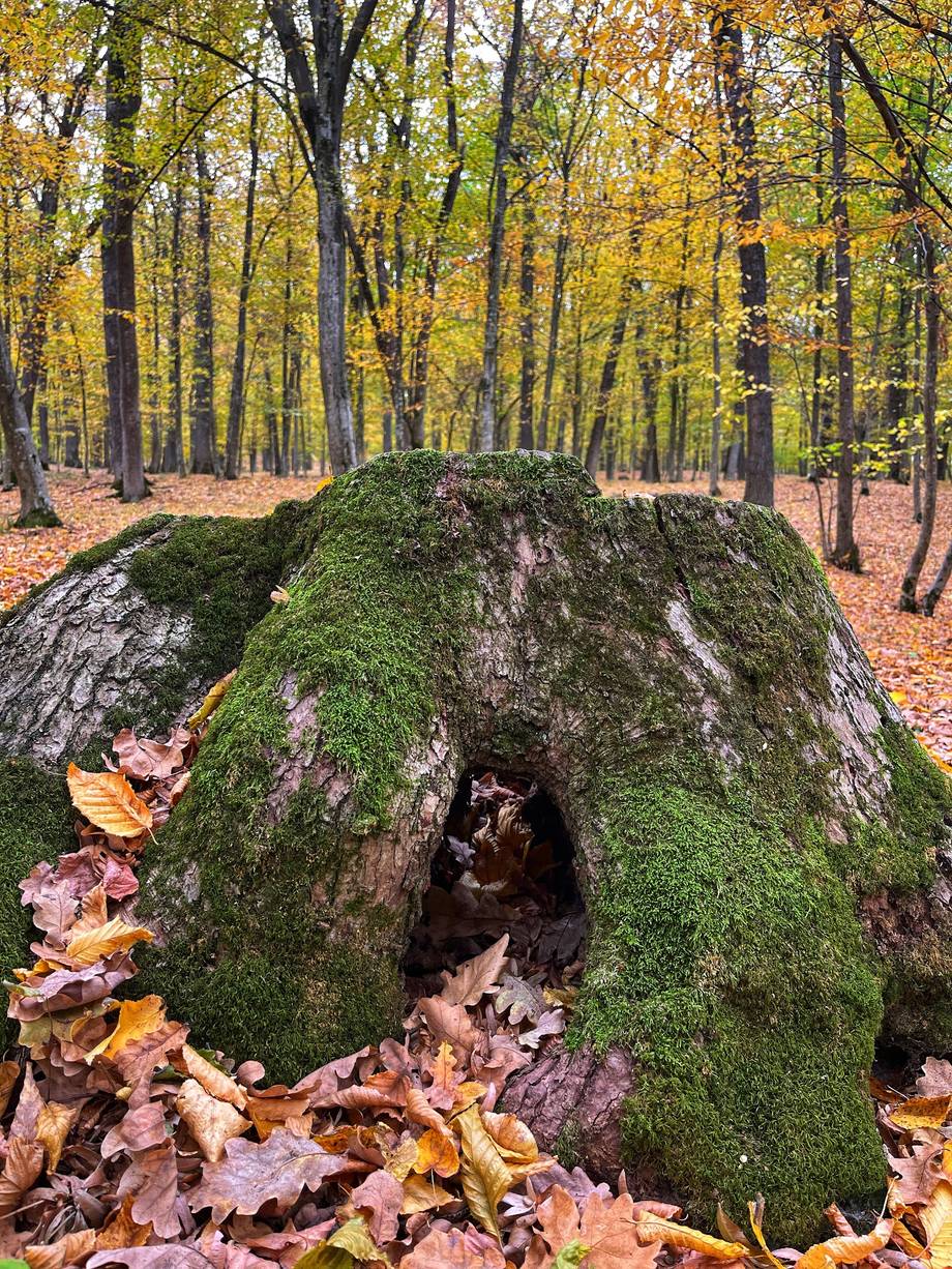 Moss-covered rock in autumn forest clearing
