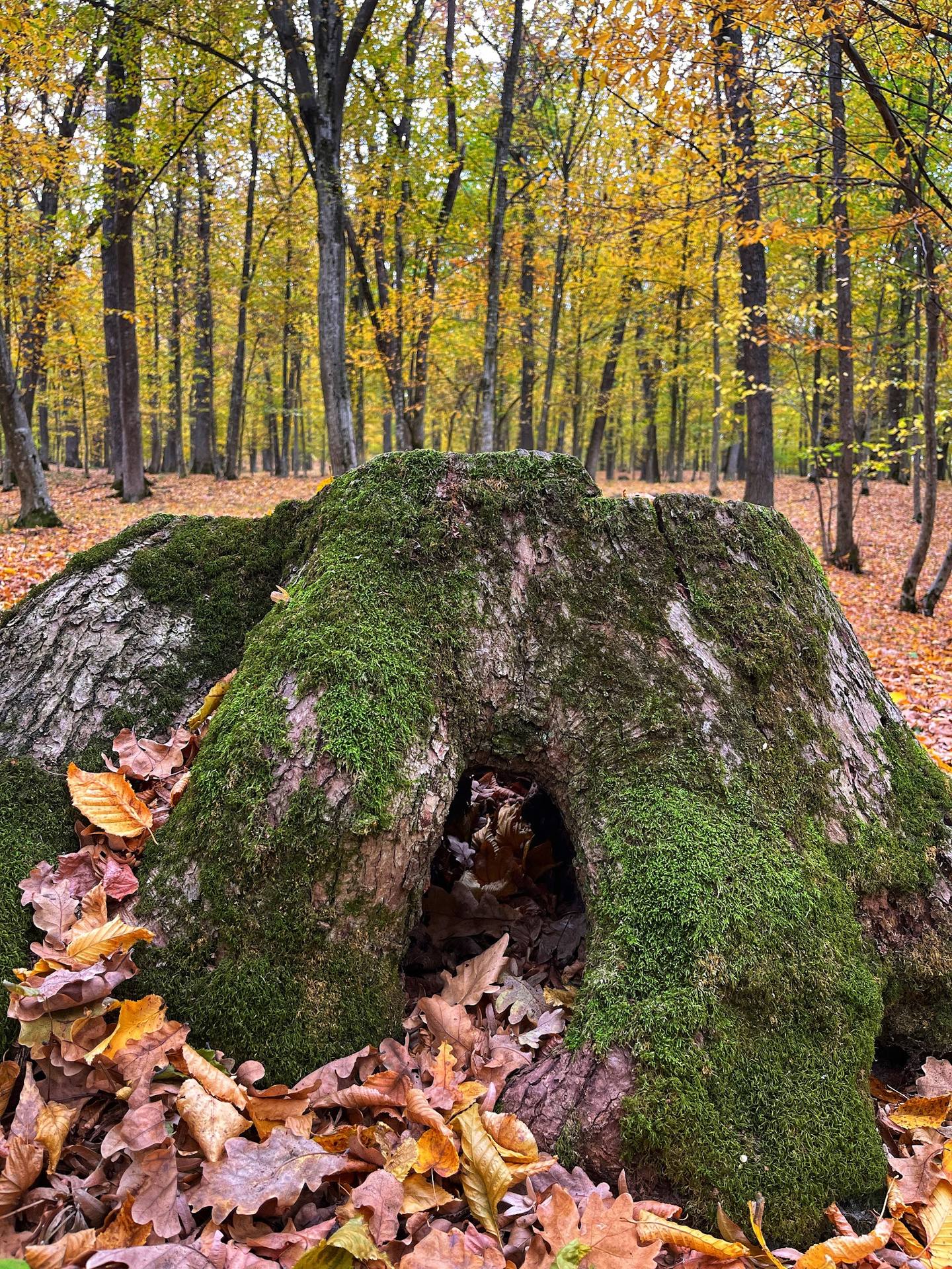 Moss-covered rock in autumn forest clearing
