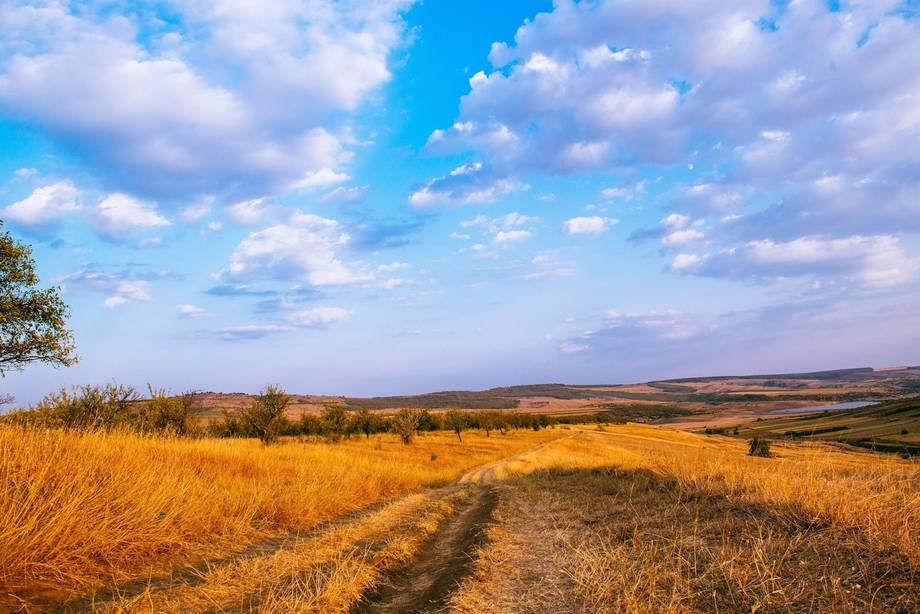 Golden wheat field with rolling hills under blue sky